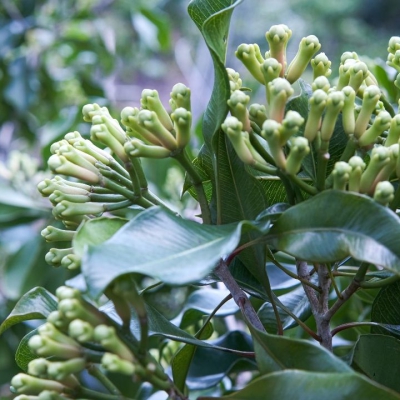 Đinh hương - Loại tinh dầu vàng và những công dụng tuyệt vời