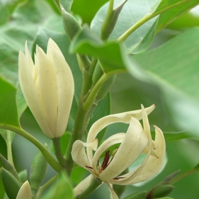 Khám phá hoa ngọc lan: dịu dàng, tinh tế và say đắm lòng người