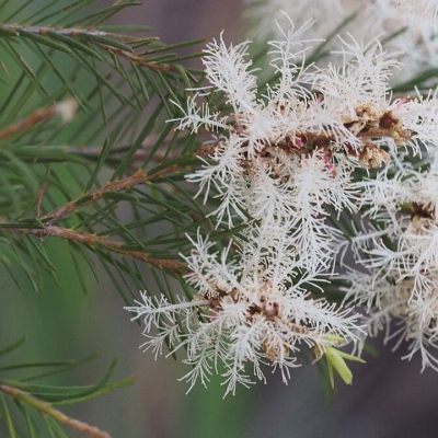 Tràm trà là gì? Lợi ích - bí quyết từ thiên nhiên cho sức khỏe và làm đẹp
