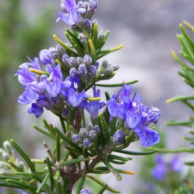 Tìm hiểu cây hương thảo - Bí mật từ thiên nhiên mang hương thơm thư giãn