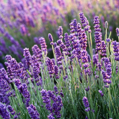 Hoa Lavender - Đặc trưng của sự bình yên và tinh khiết