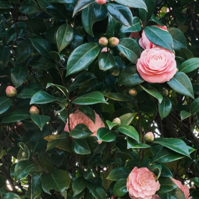 Hoa Sơn Trà có ý nghĩa gì? Lợi ích mà hoa Sơn Trà mang lại