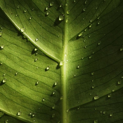 Hương xanh (Green notes) - Xu hướng sống gần gũi thiên nhiên trong thế giới hương thơm