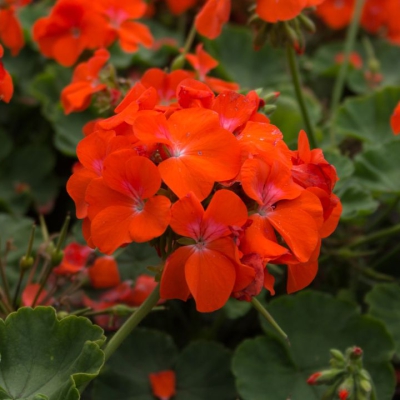 Hoa phong lữ (Geranium) - Ý nghĩa và các giống hoa phong lữ phổ biến