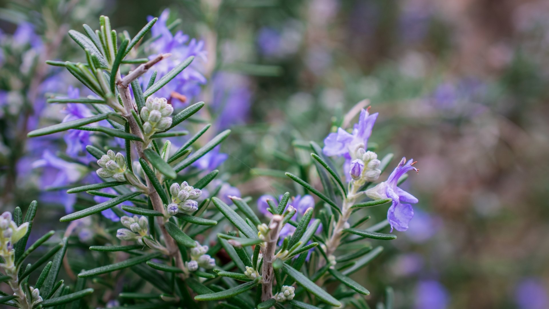 gioi-thieu-cay-huong-thao