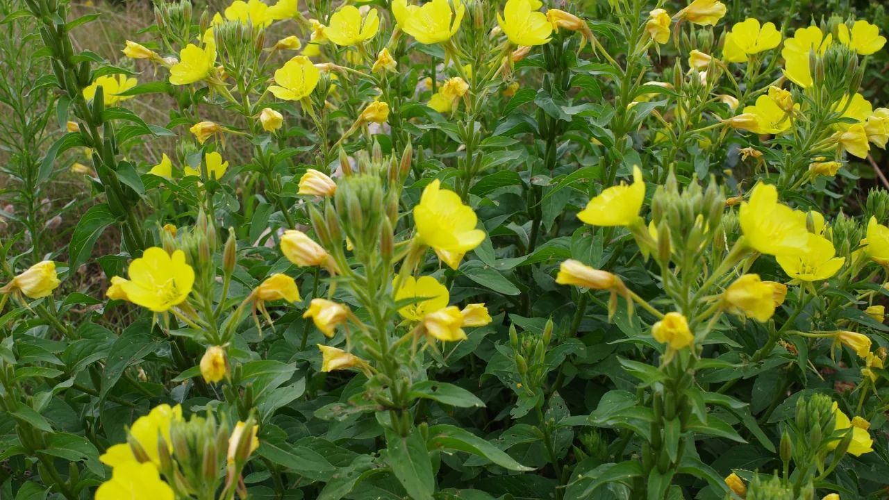 nguon-goc-hoa-anh-thao