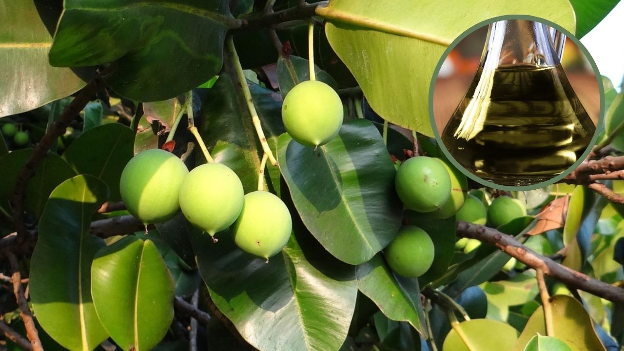 cach-su-dung-dau-mu-u