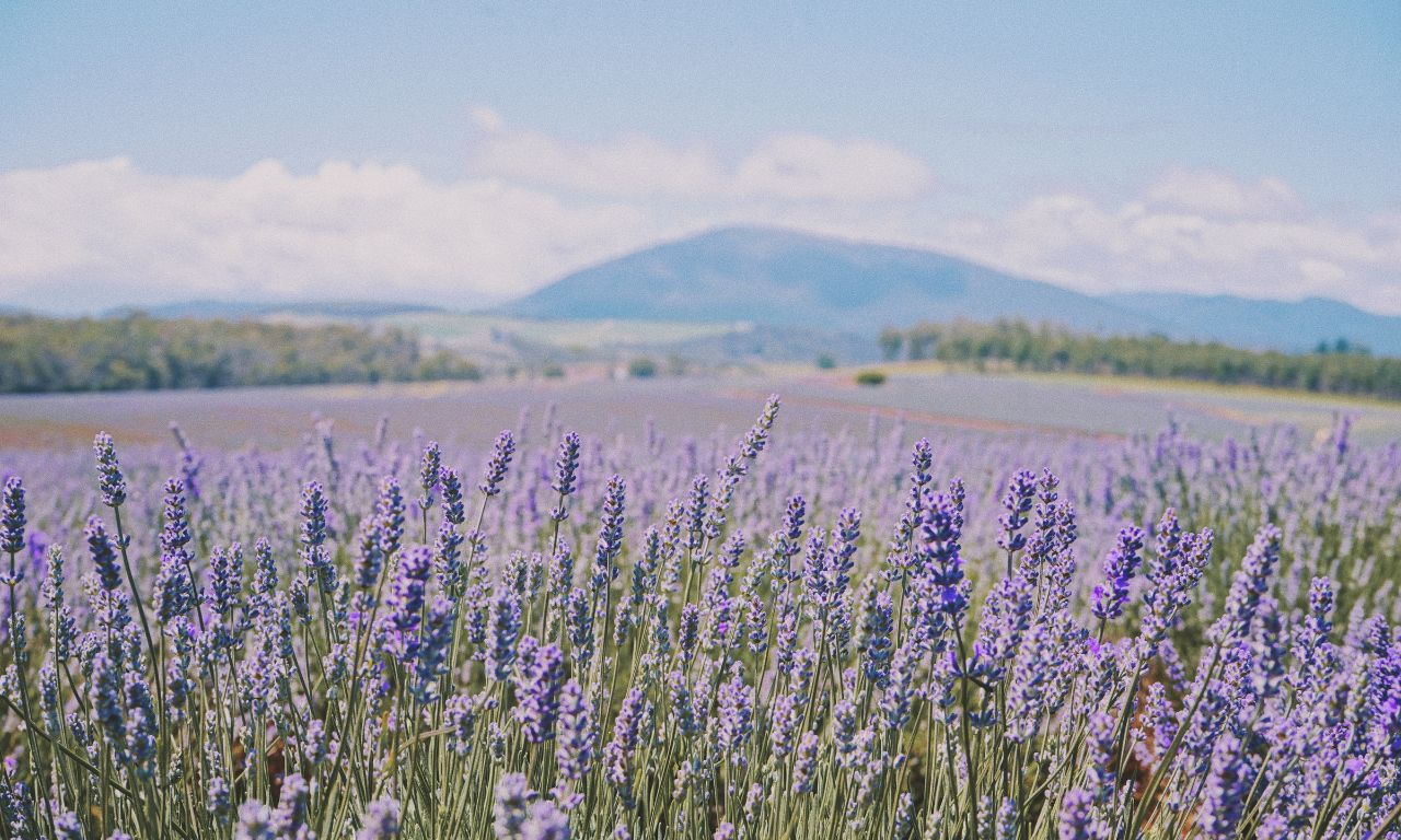ung-dung-hoa-lavender