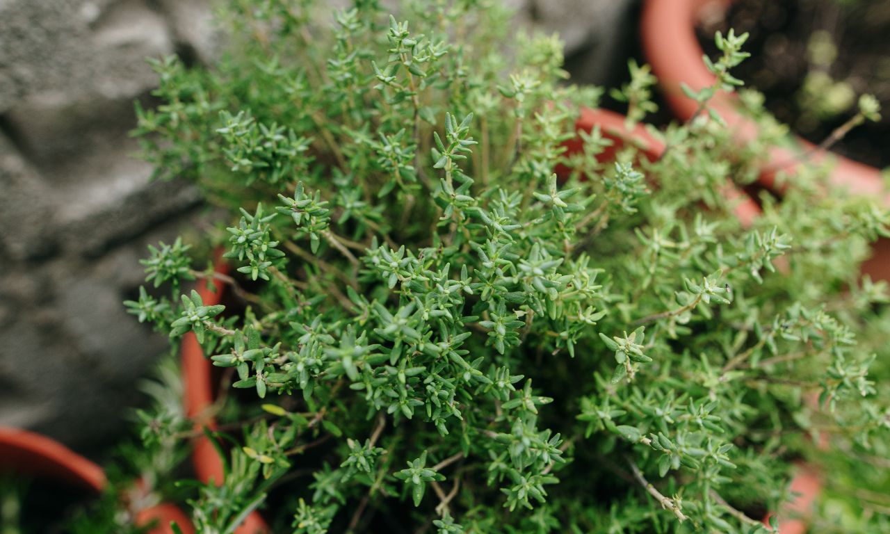 co-xa-huong-thyme
