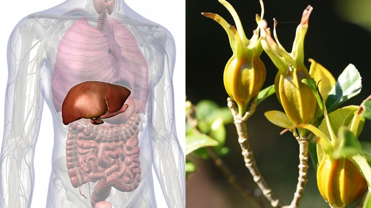 cong-dung-qua-danh-danh-trong-y-hoc