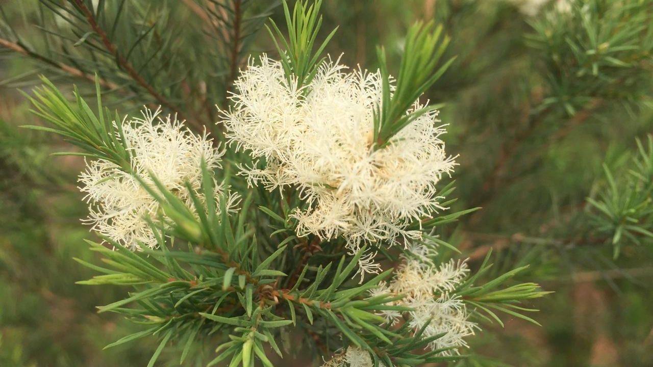 dac-diem-cay-tram-tra