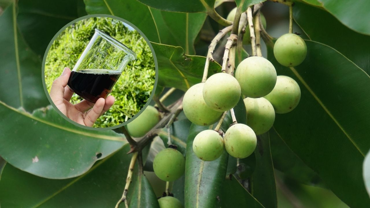 dac-diem-sinh-hoc-cua-dau-mu-u