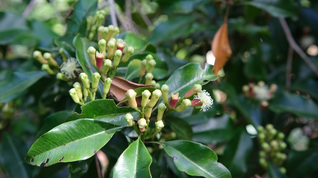 gioi-thieu-chung-ve-cay-dinh-huong