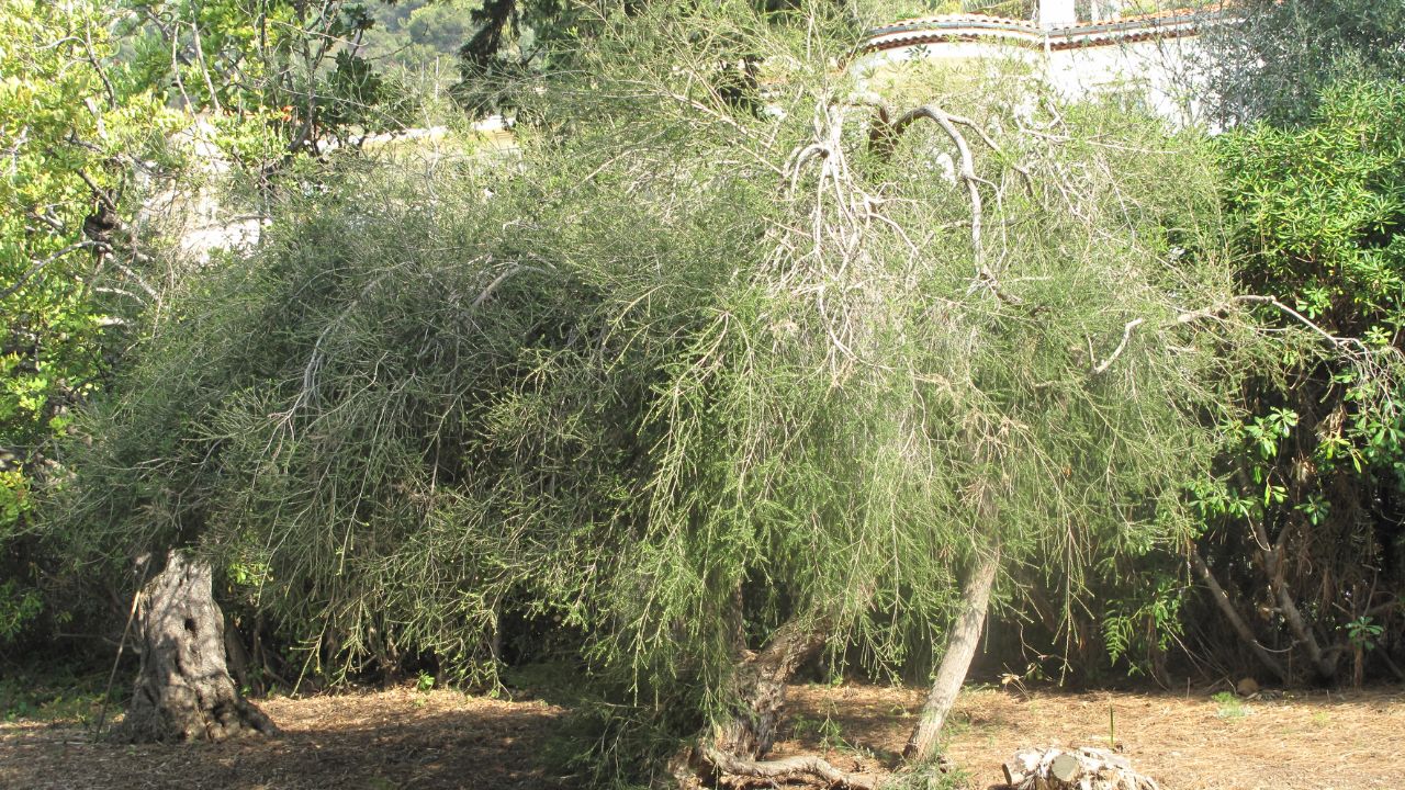 gioi-thieu-cay-tram-tra