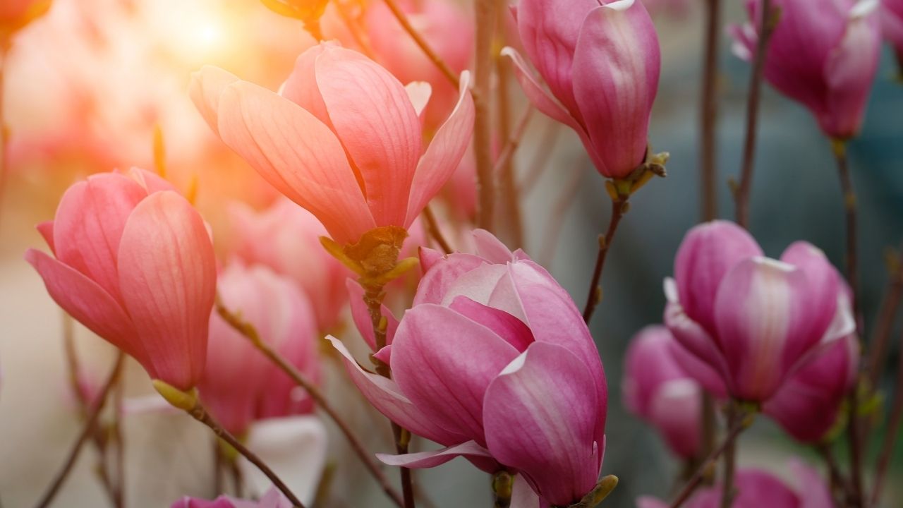 gioi-thieu-hoa-moc-lan