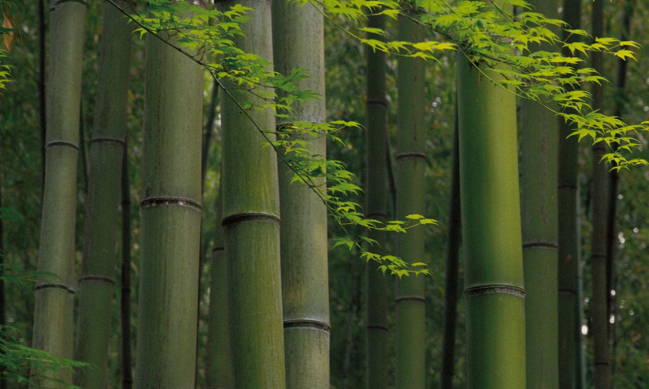 green-note-bamboo