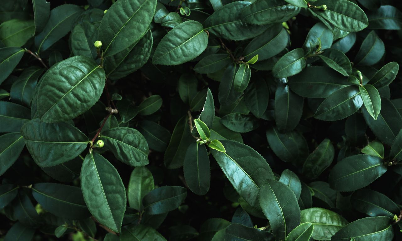 green-note-la-xanh