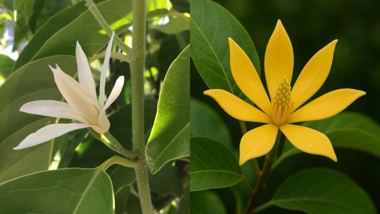 hai-mau-sac-pho-bien-cua-hoa-ngoc-lan