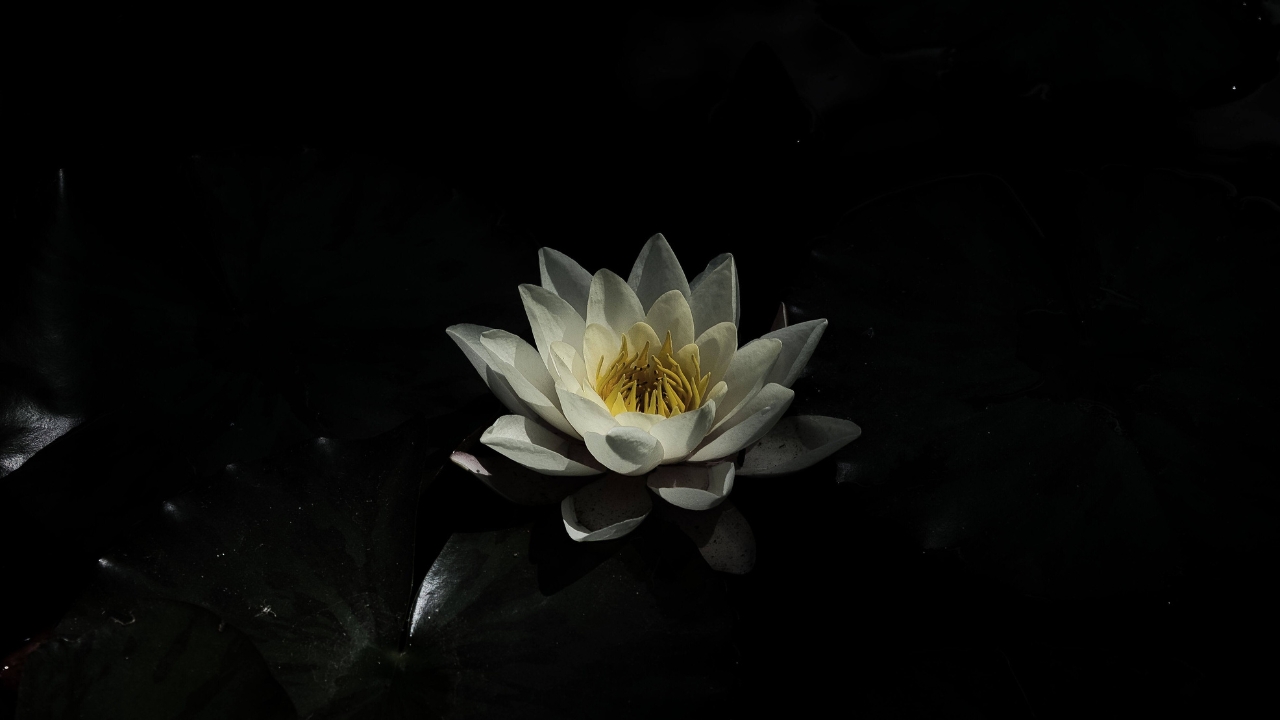 hinh-anh-hoa-sen-trang-bieu-tuong-cua-giai-thoat