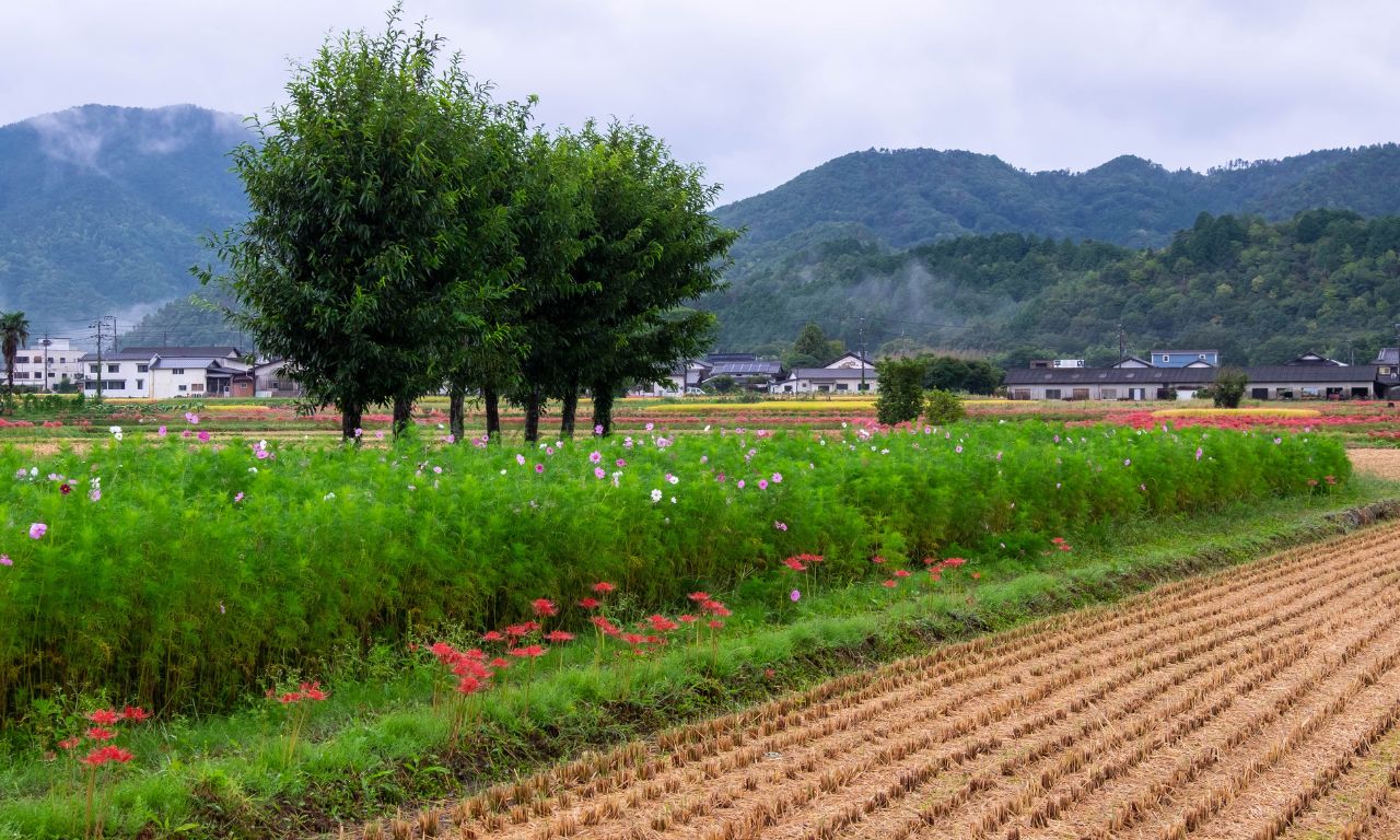 ung-dung-huong-thom-hoa-bi-ngan