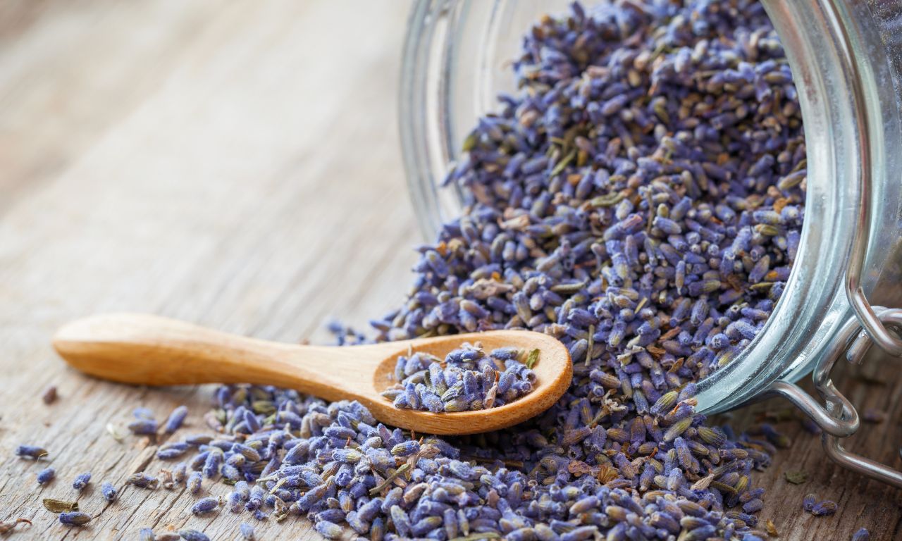 hoa-lavender-kho