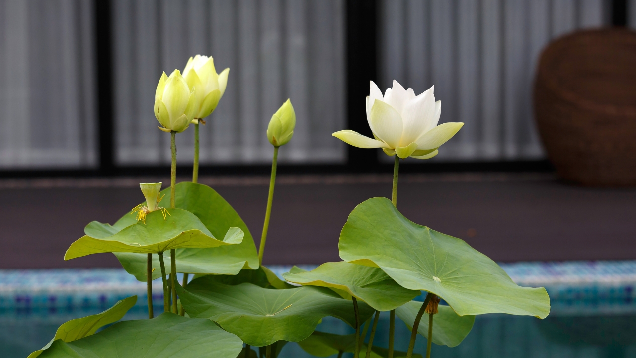 hoa-sen-trang-trong-doi-song