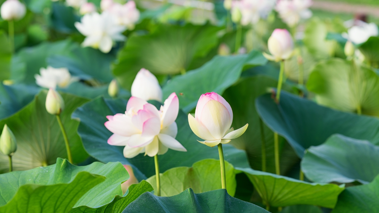 hoa-sen-trang-trong-tho-ca