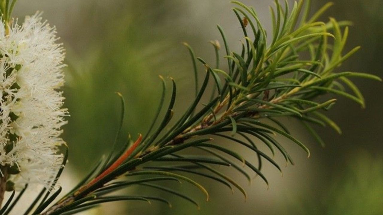 ket-luan-ve-cay-tram-tra