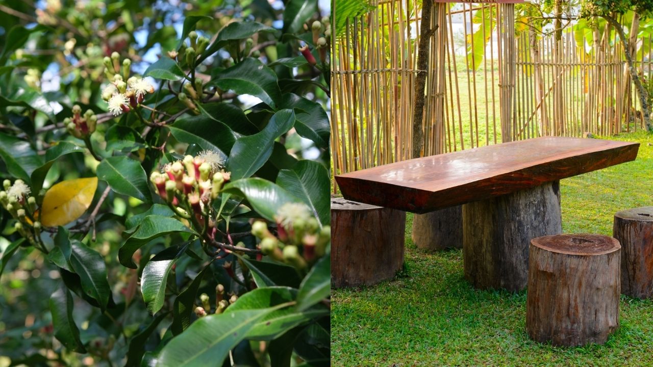 la-va-go-cay-dinh-huong