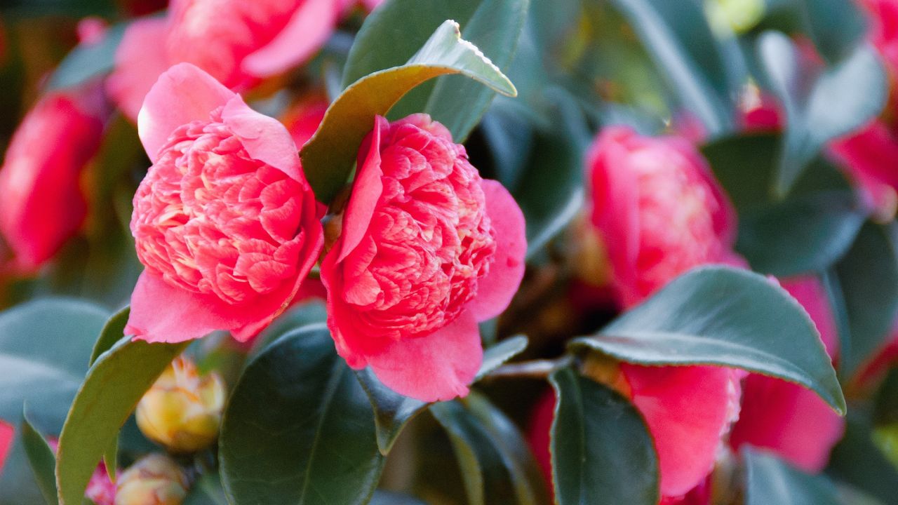 nguon-goc-hoa-son-tra