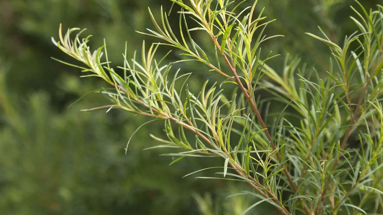 nguyen-lieu-dau-vao-khi-chiet-xuat-cay-tram-tra