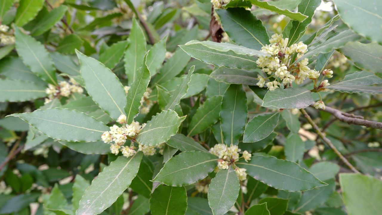 phan-biet-cay-que-thom