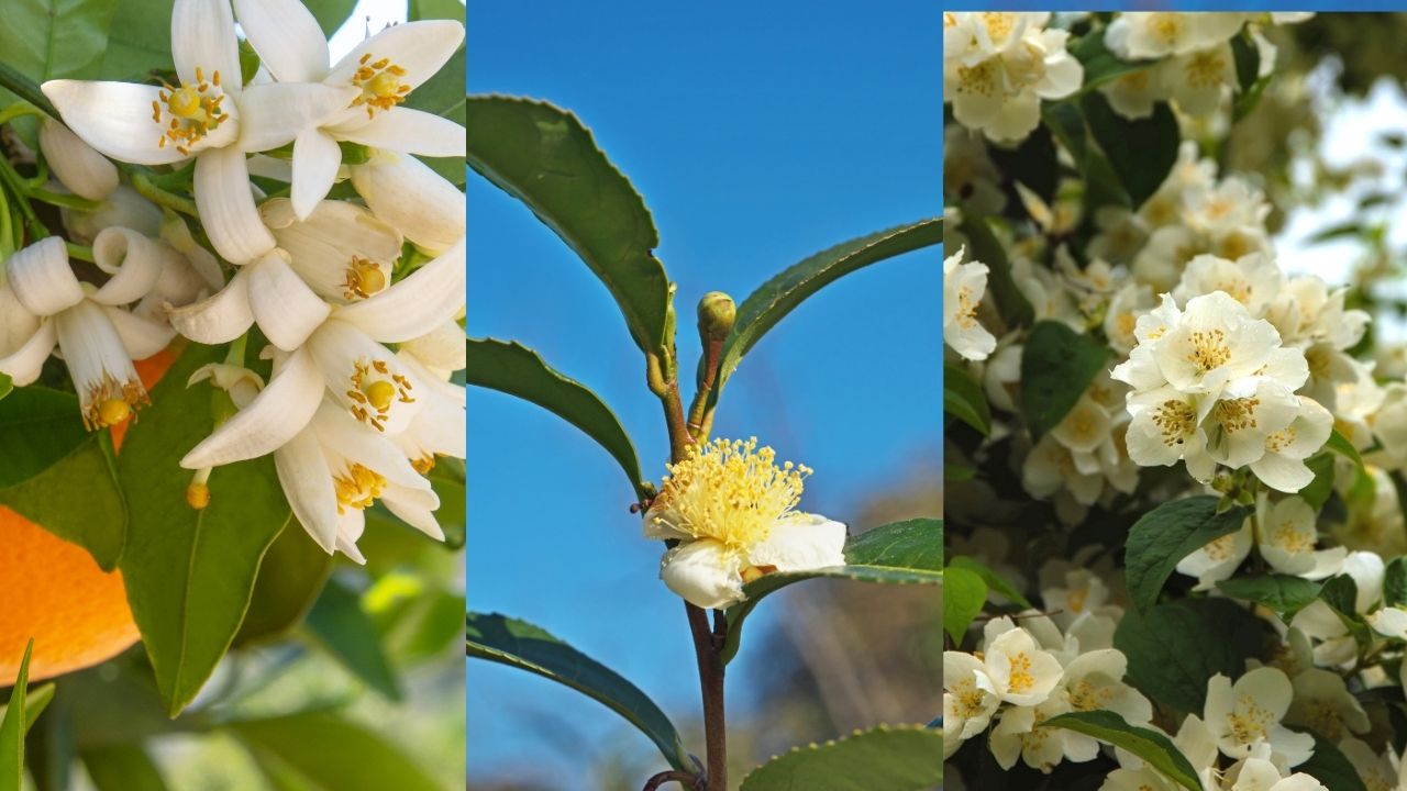 so-sanh-mui-giua-tra-trang-hoa-cam-hoa-nhai