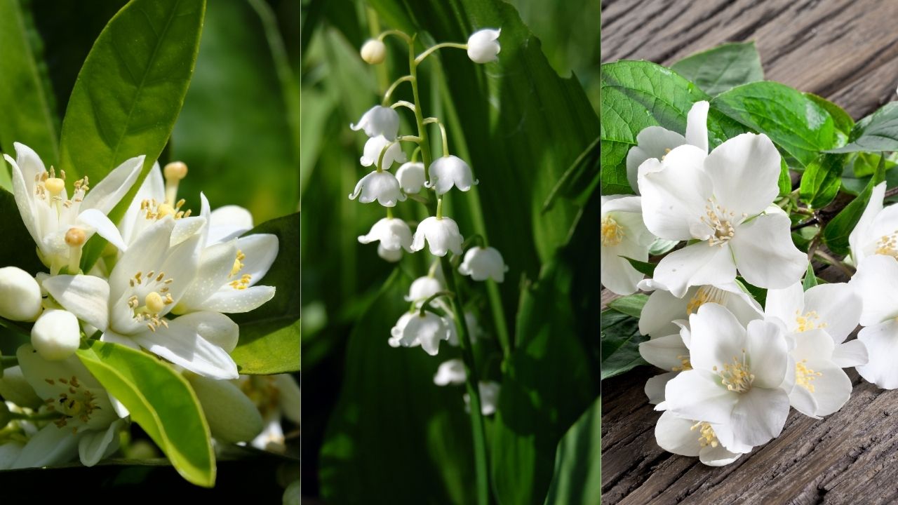 su-khac-biet-hoa-cam-hoa-nhai-hoa-linh-lan