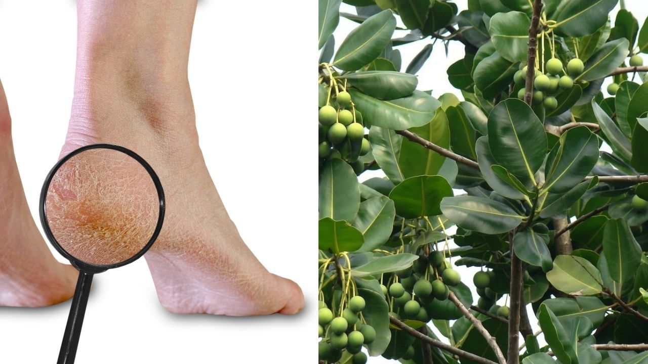 tac-dung-cua-dau-mu-u-doi-voi-da-kho