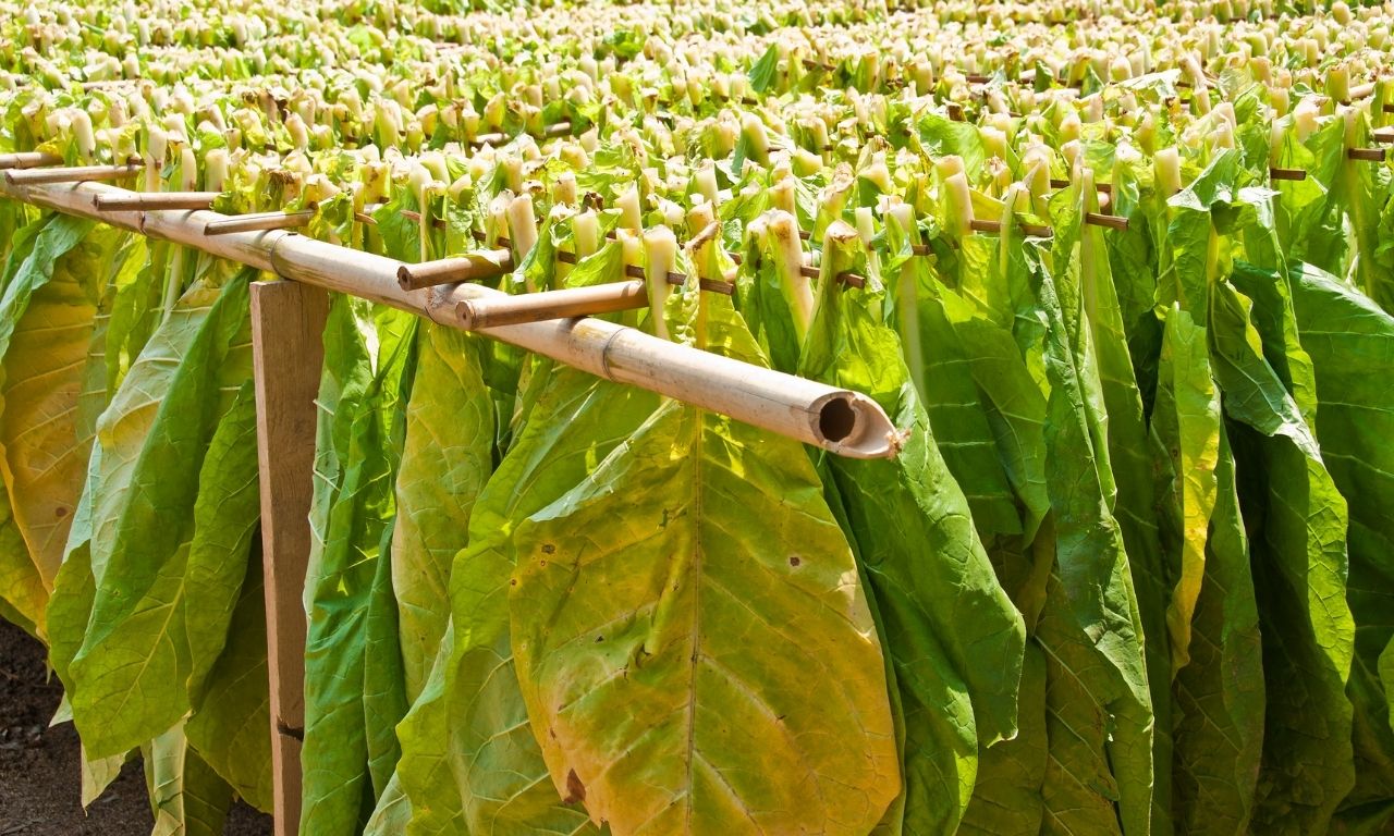 tobacco-leaf-la-tuoi