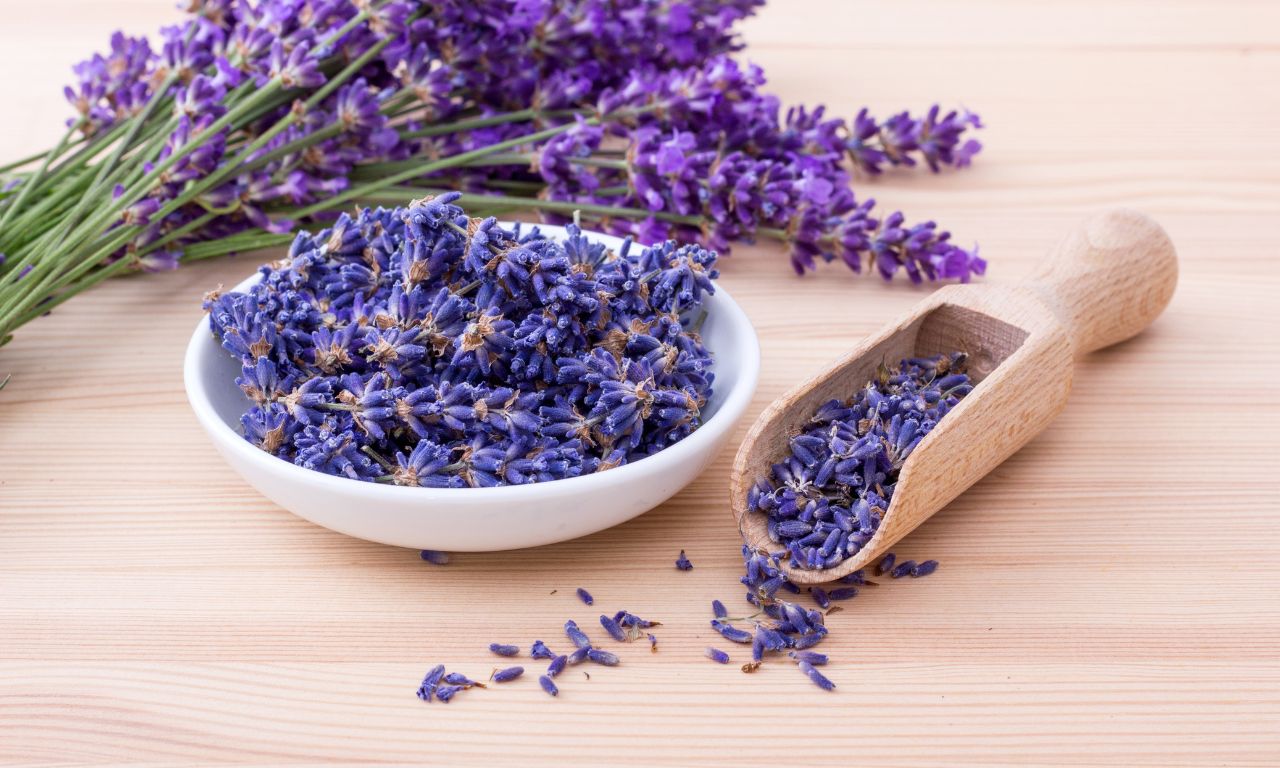 hoa-lavender-la-gi