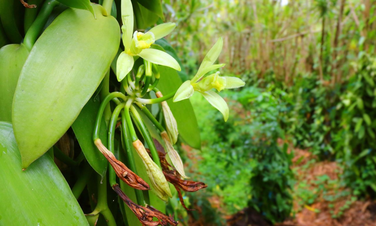 vani-moc-trong-tu-nhien