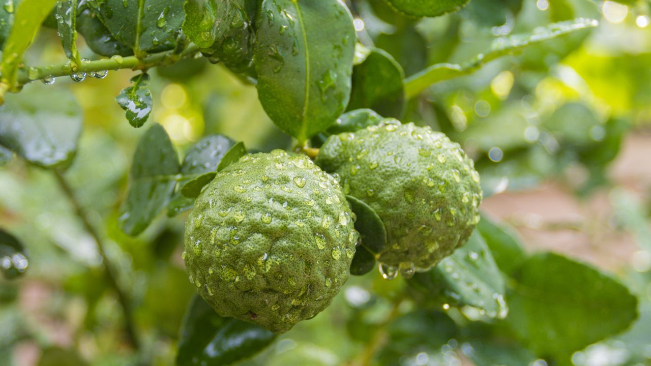 y-nghia-cam-bergamot