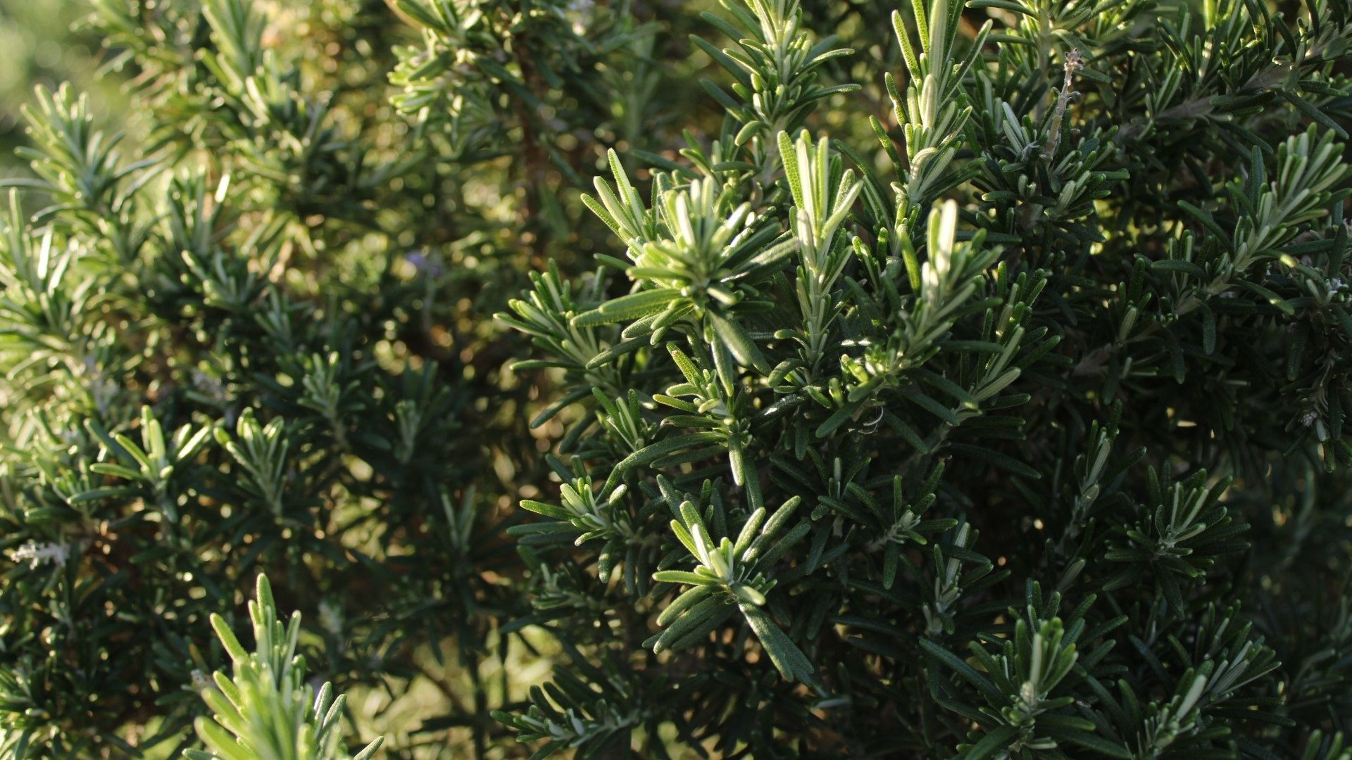 y-nghia-cay-huong-thao