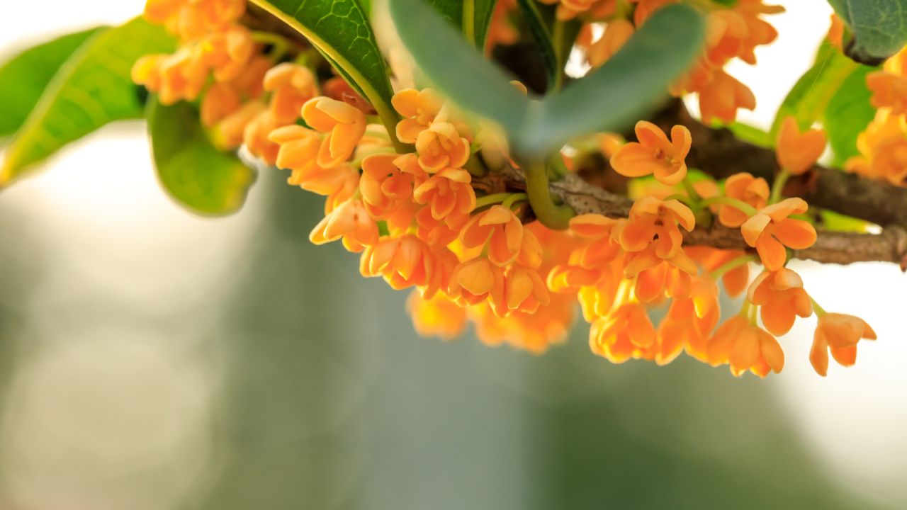 y-nghia-cua-osmanthus-trong-phong-thuy