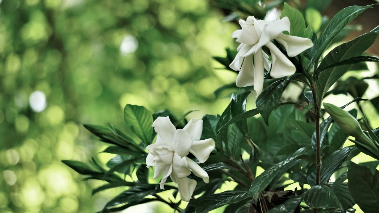 y-nghia-hoa-danh-danh