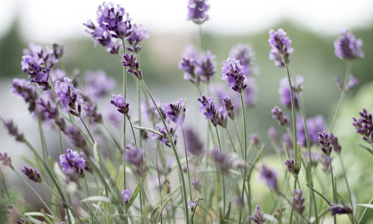 y-nghia-cua-hoa-lavender