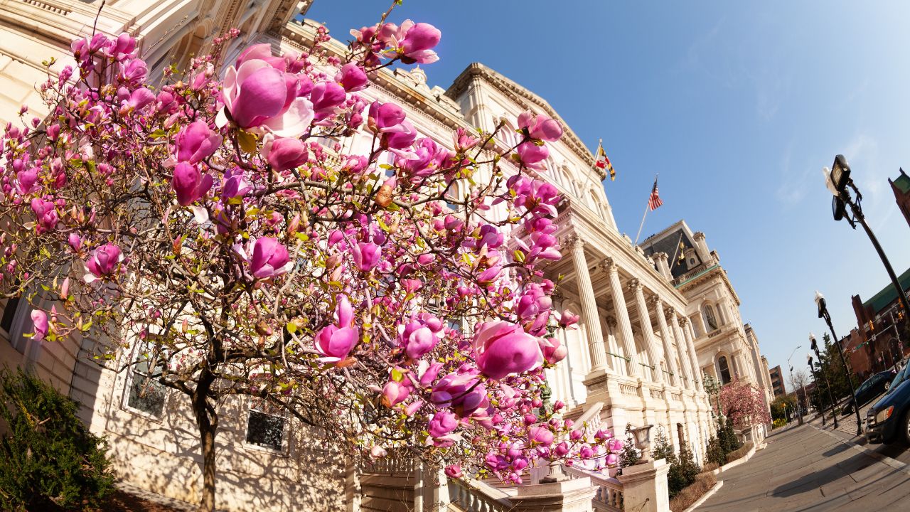 y-nghia-hoa-moc-lan-trong-van-hoa