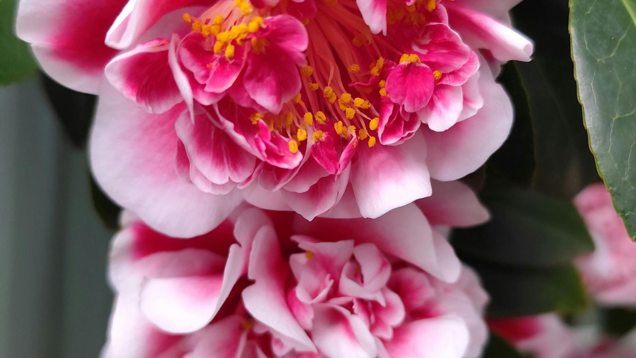 y-nghia-cong-cung-hoa-son-tra