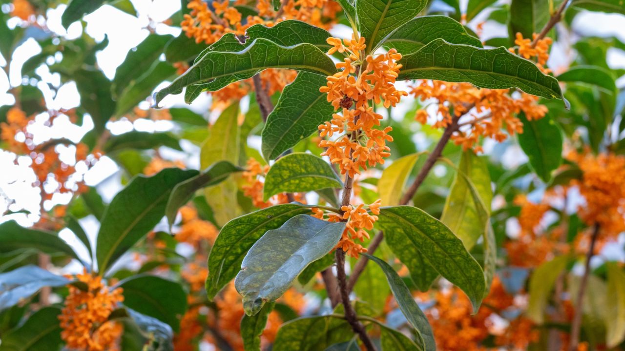 Osmanthus (Hoa Mộc Tê) là gì? Hương hoa chạm tới ký ức và chiều sâu của ...