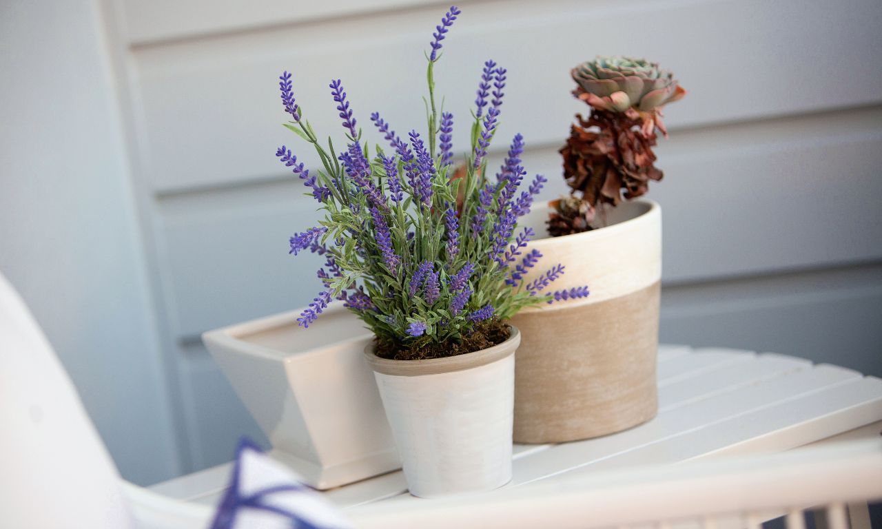 chau-hoa-lavender