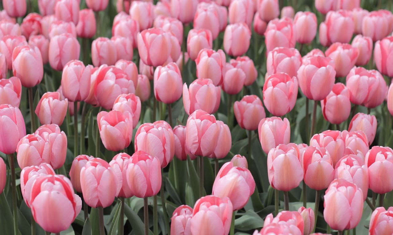 y-nghia-hoa-tulip