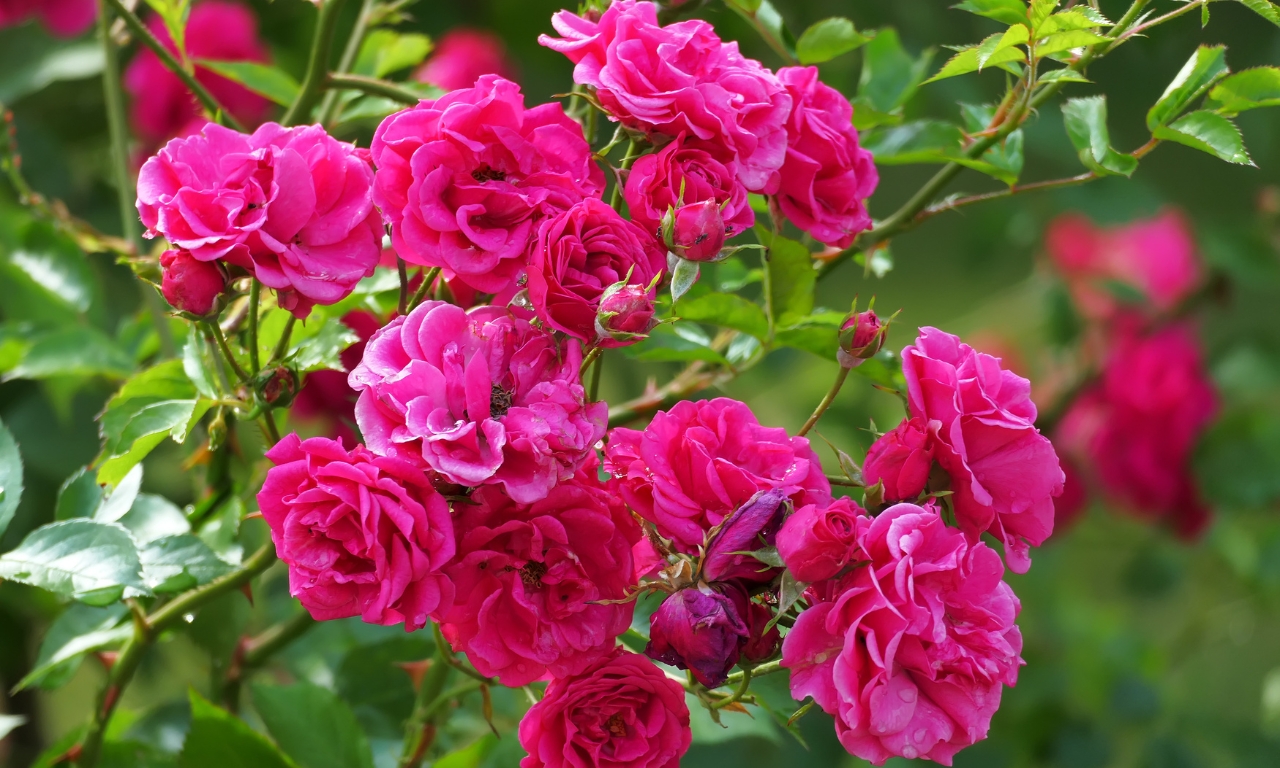 hoa-hong-thang-nam-rose-de-mai