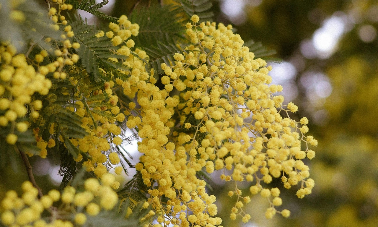 hoa-mimosa-grasse